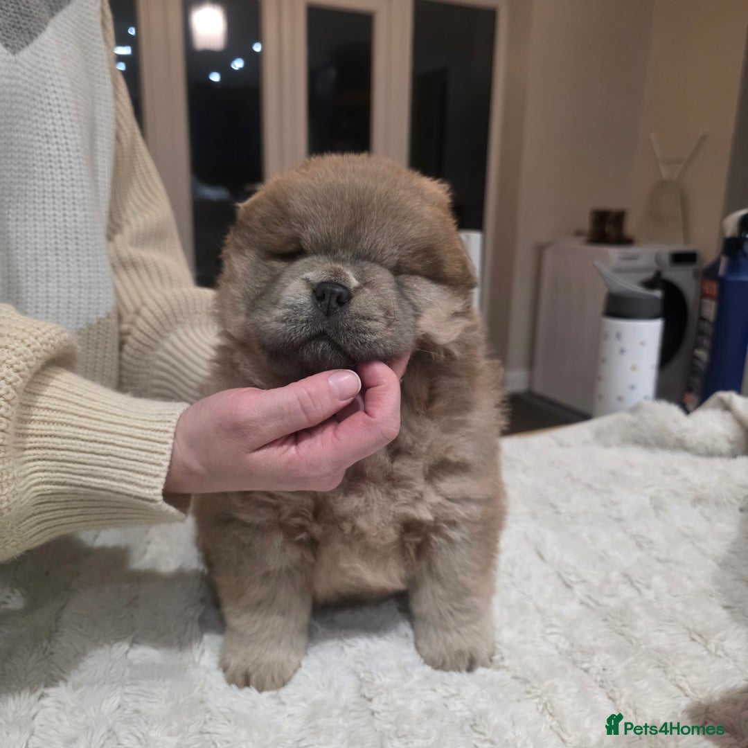 Chow Chow dogs for sale: 7 beautiful chow chow  - Advert 24