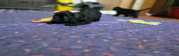 American Cocker Spaniel dogs for sale: American cocker spaniels puppies - Advert 11