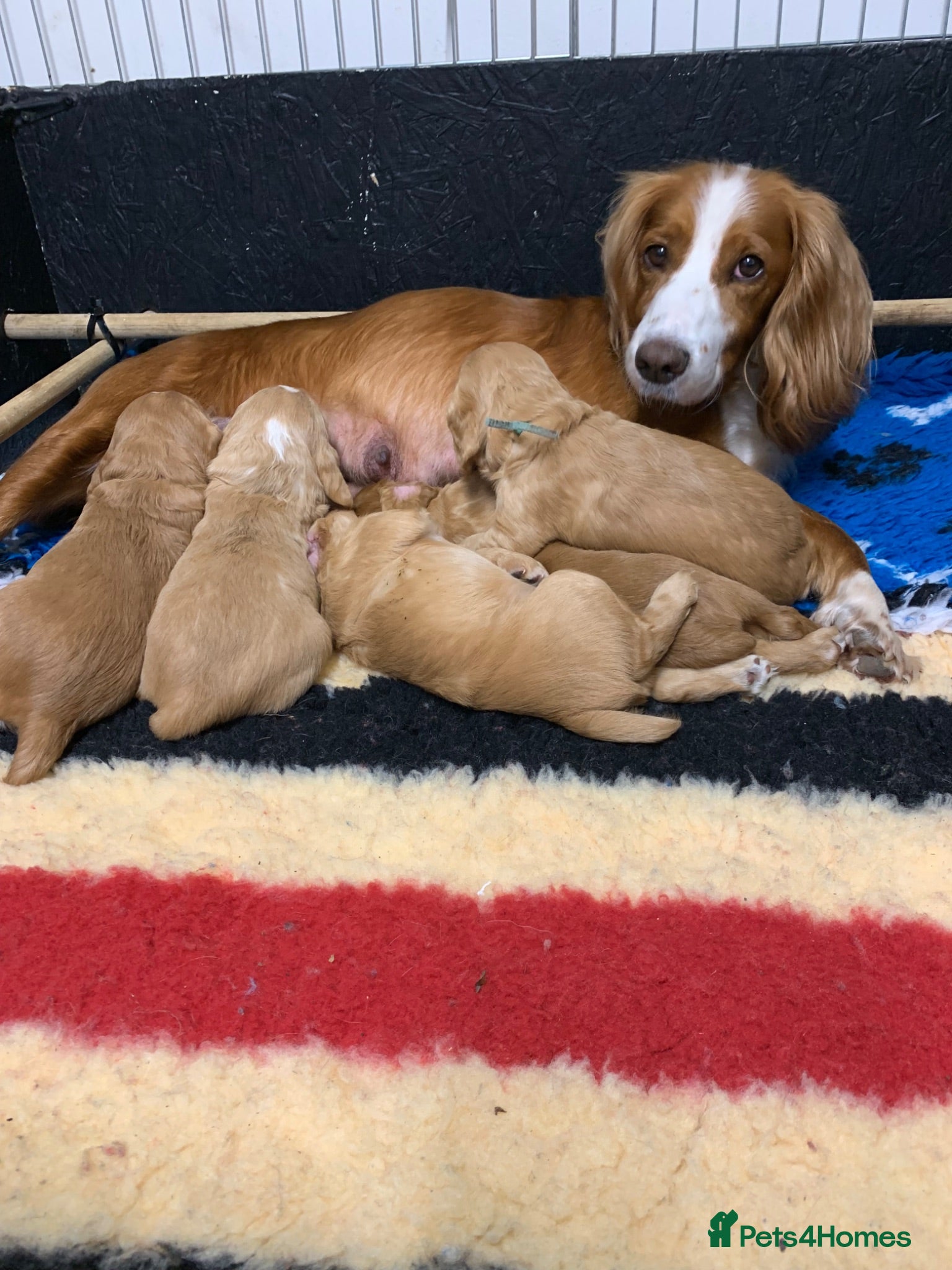 Cocker Spaniel dogs Golden cocker spaniel pups  - Advert 1