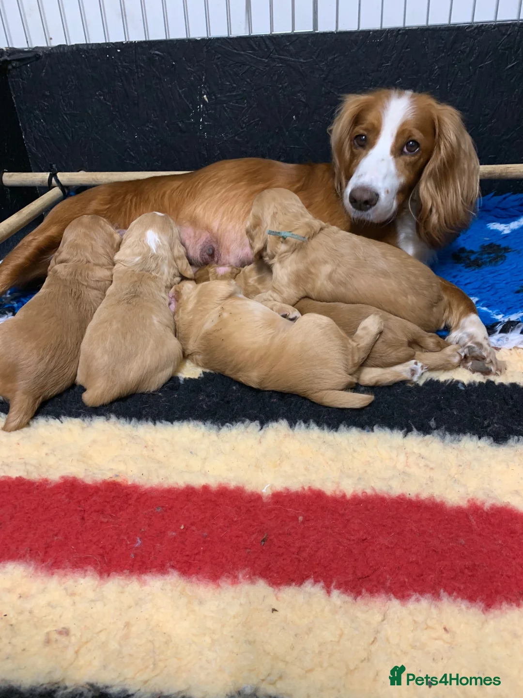 Cocker Spaniel dogs for sale: Golden cocker spaniel pups  - Advert 1