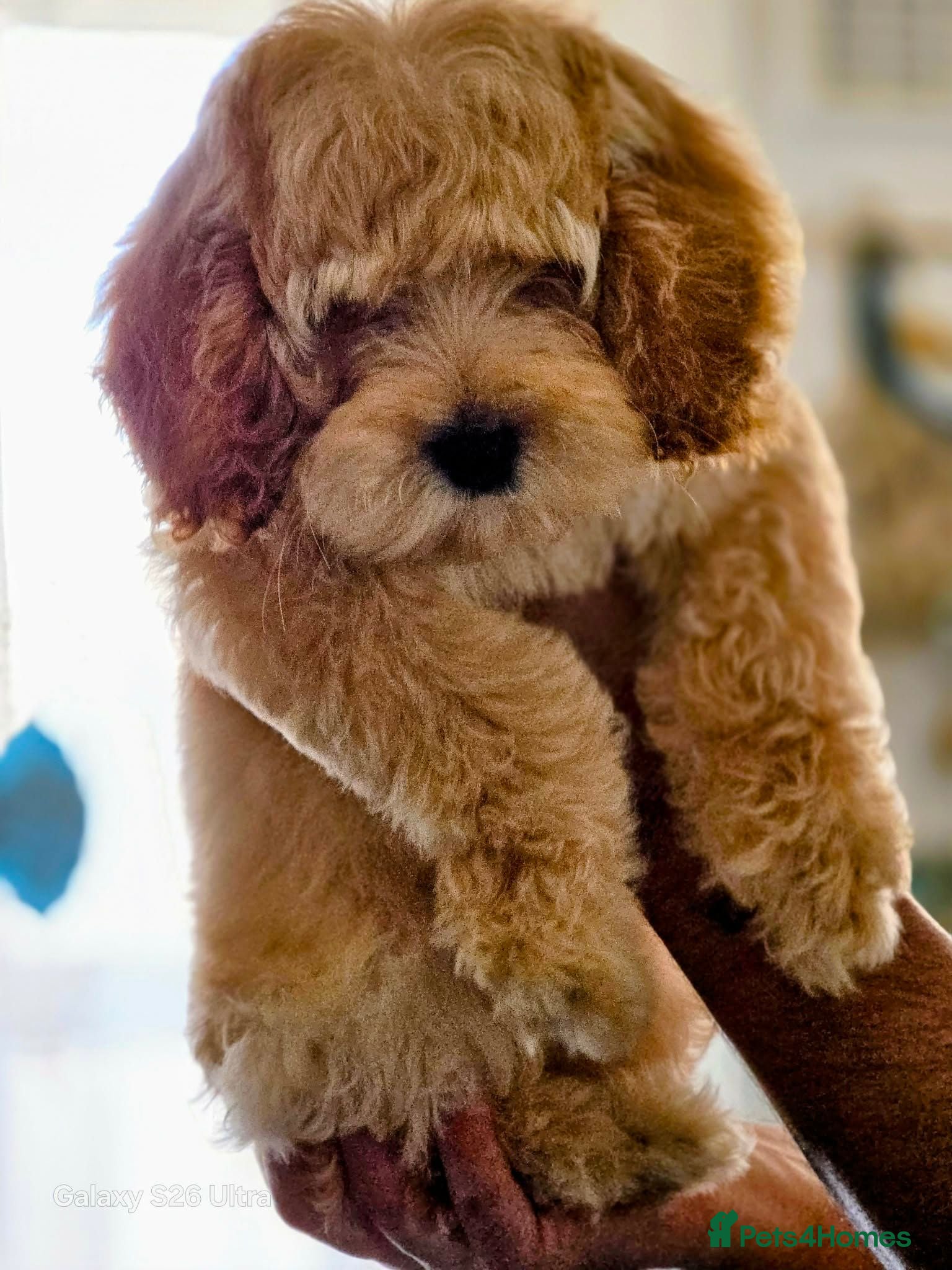 Cockapoo dogs  Beautiful princess - Advert 1