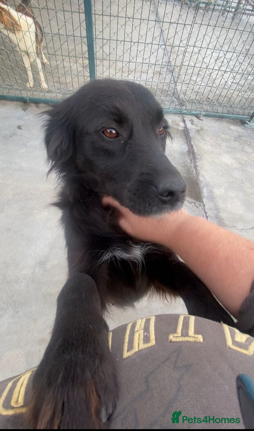 Mixed Breed dogs Frida, 5-6 yrs approx. Reserved STC. - Advert 18