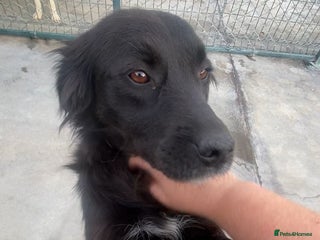 Mixed Breed dogs Frida, 5-6 yrs approx. Available for adoption. - Advert 9