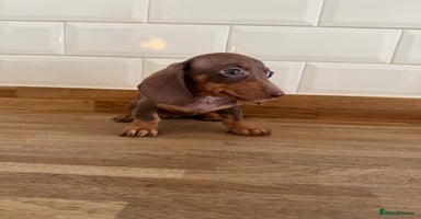Miniature Dachshund dogs - Advert 2