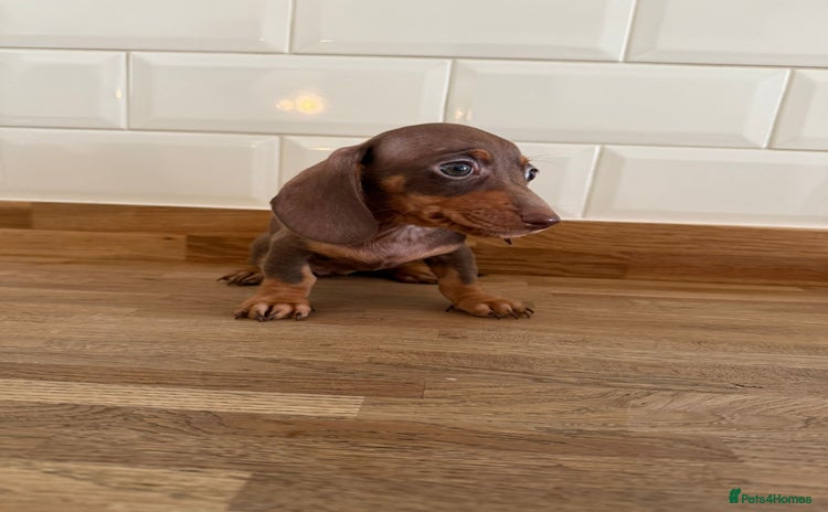 Miniature Dachshund dogs - Advert 11