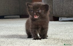 Ragdoll cats for sale: Ragdoll (cross) Kitten For Sale in Grantham - Image 5