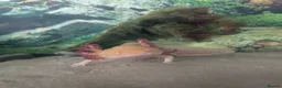 Axolotl reptiles for sale: Golden Axolotl  in Truro - Advert 5