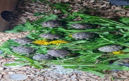 Tortoise reptiles for sale: Beautiful Baby Spur Thigh Tortoises  - Image 5