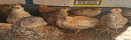 Quail poultry for sale: Mixed Coturnix Quail chicks"mixed ages"see descrip - Advert 5