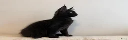 Maine Coon cats for sale:     Stunning Purebred Maine Coon Kitten - Advert 19