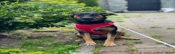 Mixed Breed dogs for adoption: ❤️GINA❤️  14-month-old perfect medium size girl in Burton-on-Trent - Advert 13