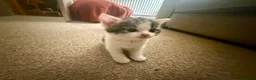 Mixed Breed cats for sale: Beautiful Female Kittens – Ready to Leave 19/06 in Holt - Advert 19
