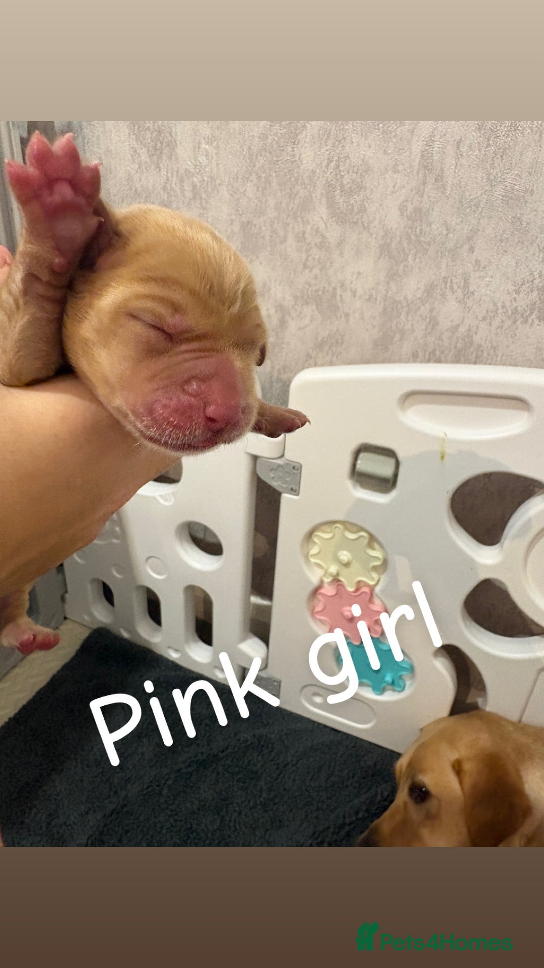 Labrador Retriever dogs for sale: Labrador Retriever Puppies for Sale 🐾 - Advert 17