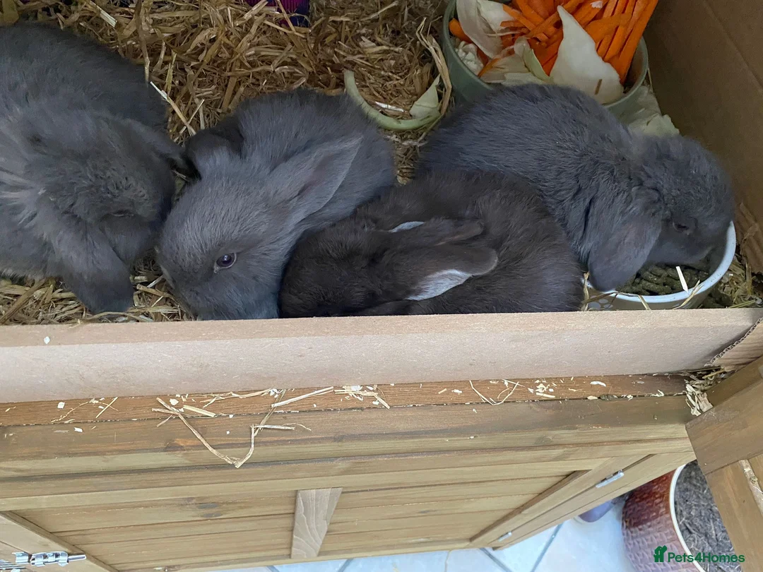 Mini Lop rabbits for sale: ❤️Mini Lop bunny 🐰 for sale   - Advert 3