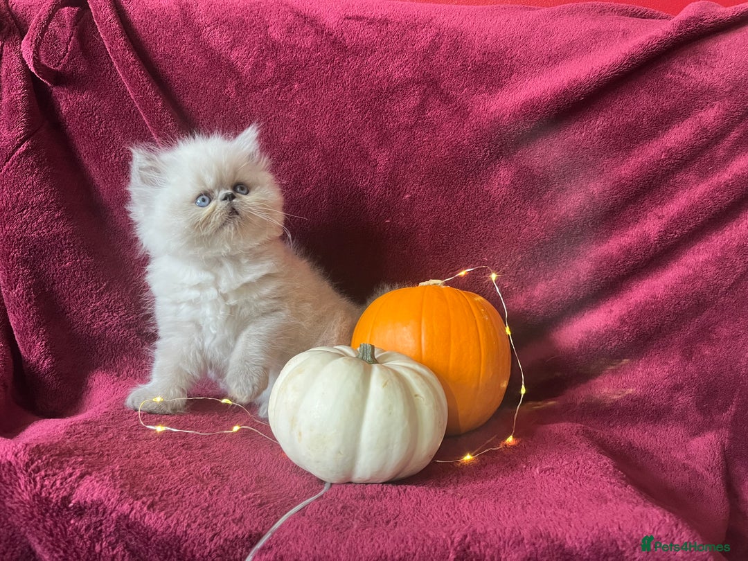 Persian cats for sale: 2 ULTRA AFFECTIONATE COLOURPOINT PERSIAN KITTENS  - Image 2
