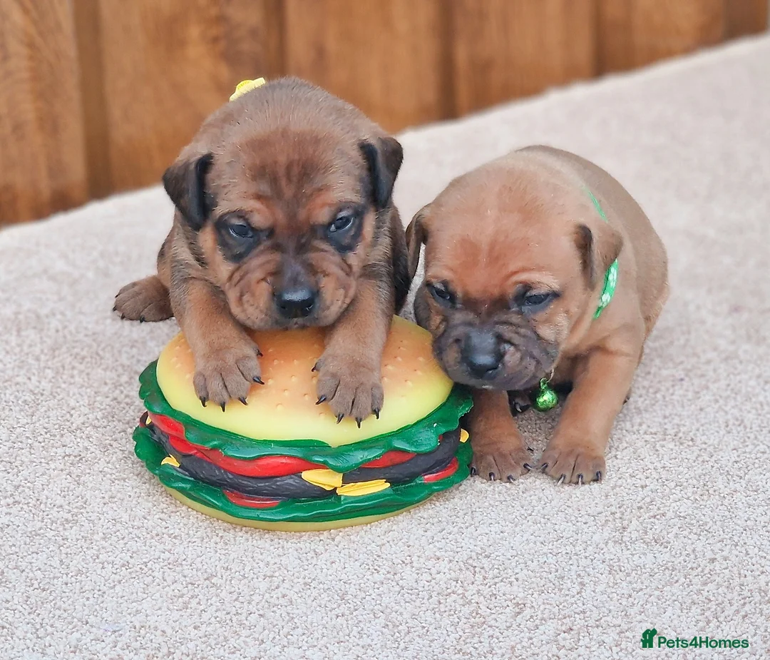 Staffordshire Bull Terrier dogs for sale: SHOW QUAILTY RED STAFF PUPPIES COI 2.9% 🐶 🔥🔥😍 - Advert 24