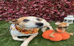 Mixed Breed dogs for adoption: Raffles - Image 6