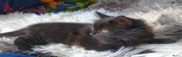 Mixed Breed cats for sale: Three kittens for sale in Clipston in Market Harborough - Advert 5