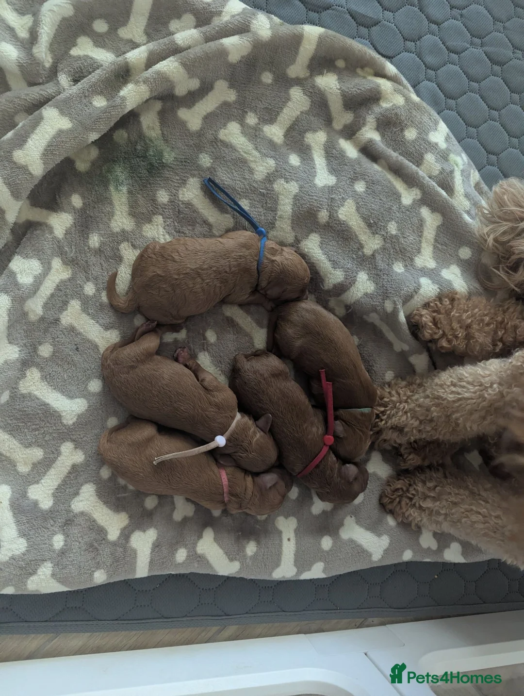 Cockapoo dogs for sale: beautiful  Cockapoo puppies ready  in Edinburgh - Advert 2