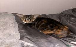 Mixed Breed cats for sale: 5 Beautiful Tabby / Mixed Kittens - Image 5