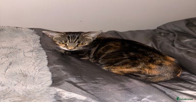 Mixed Breed cats - Advert 13