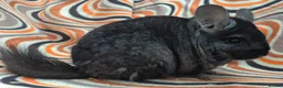 Chinchilla rodents for sale: Variety of chinchillas babys and adults - Advert 36