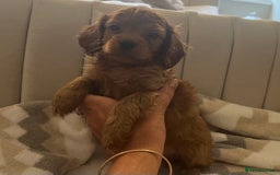 Cavapoo dogs for sale: Gorgeous cavapoo puppies available 🐾 - Image 3