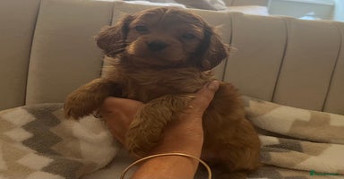 Cavapoo dogs - Advert 15