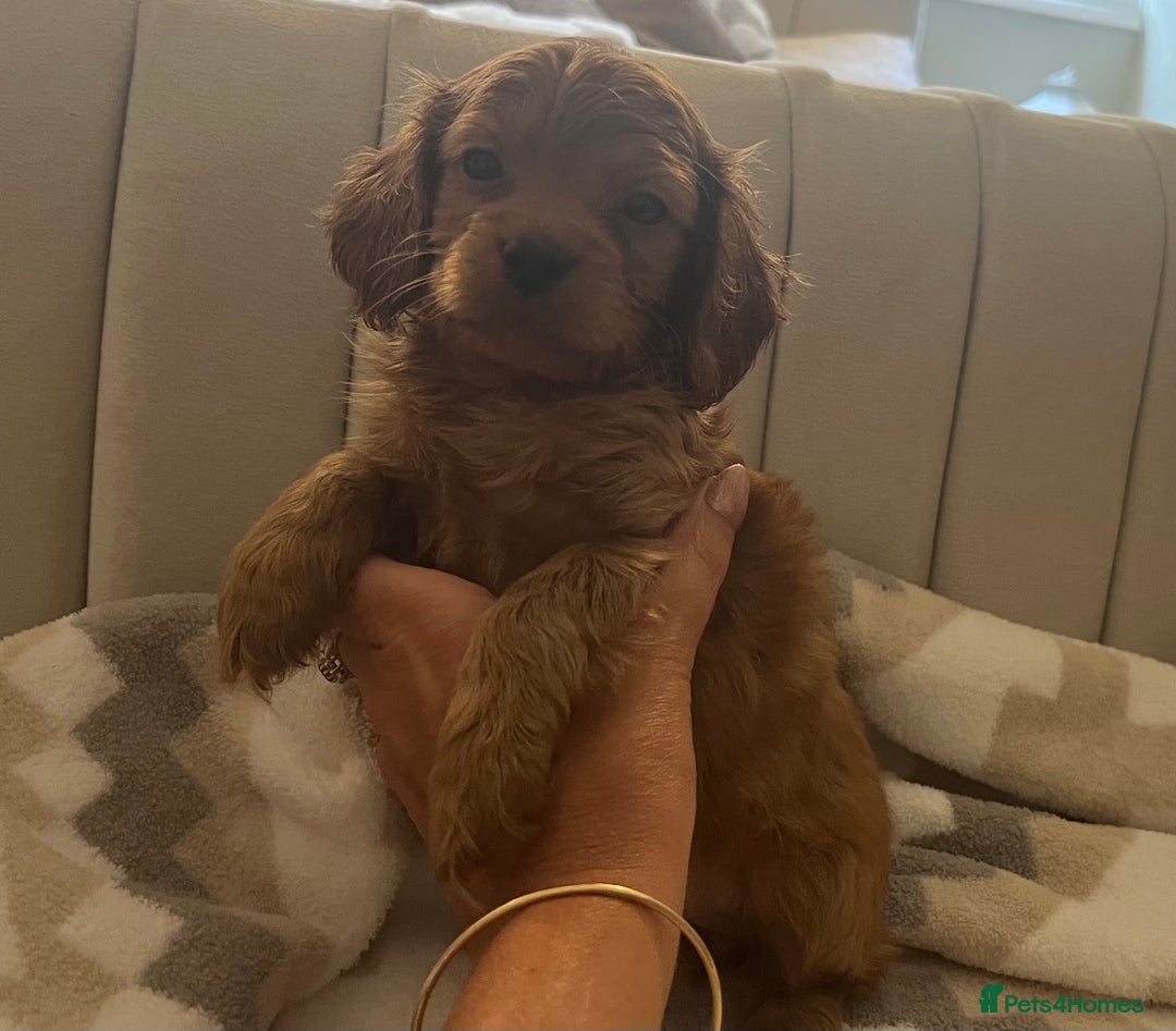 Cavapoo dogs for sale: Gorgeous cavapoo puppies available 🐾 - Image 3