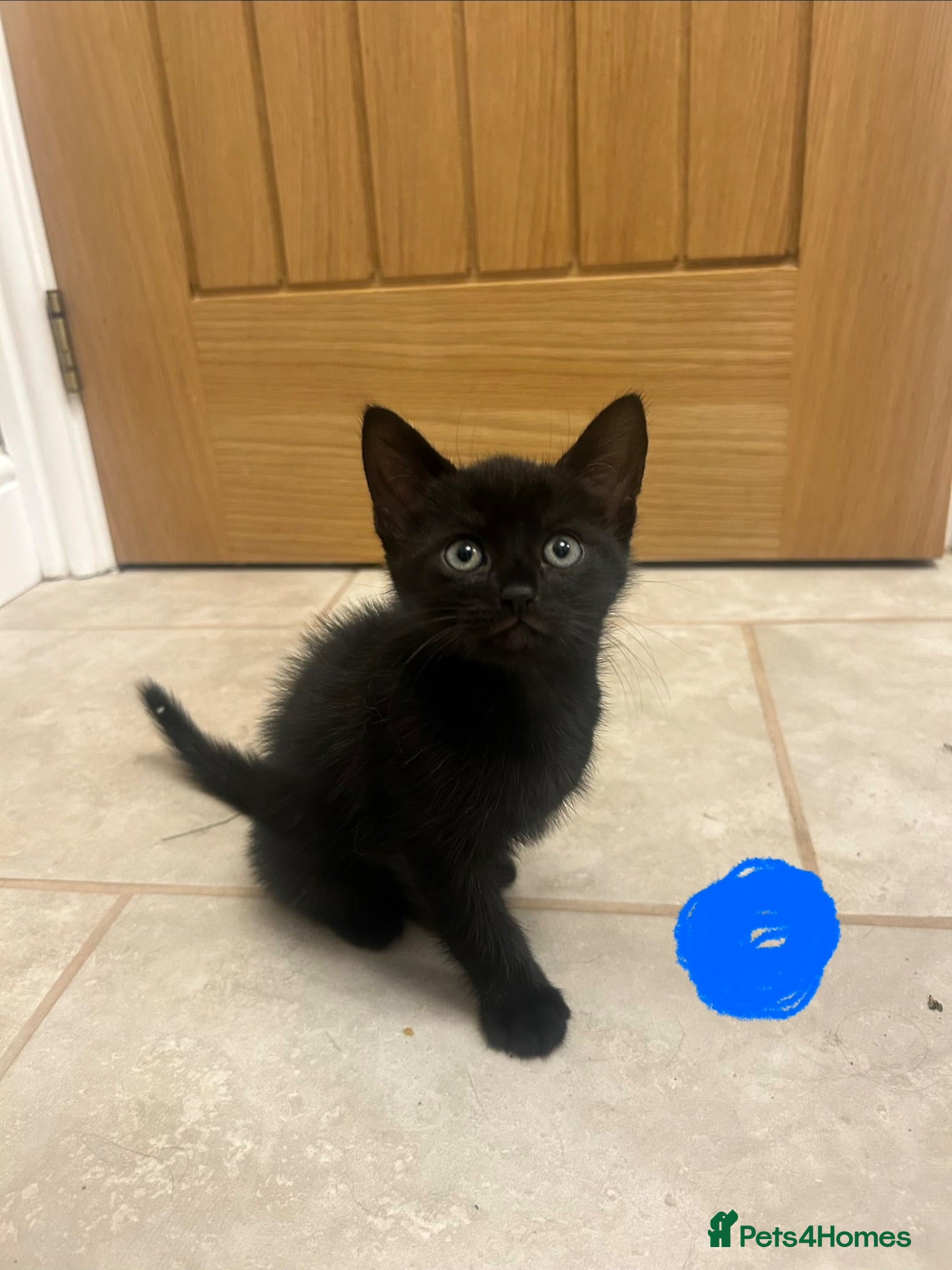 Mixed Breed cats 7 week old kittens - Advert 1