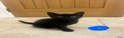 Mixed Breed cats for sale: 7 week old kittens in Sheerness - Advert 1