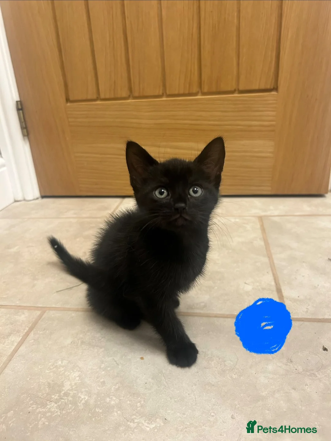 Mixed Breed cats for sale: 7 week old kittens in Sheerness - Advert 1