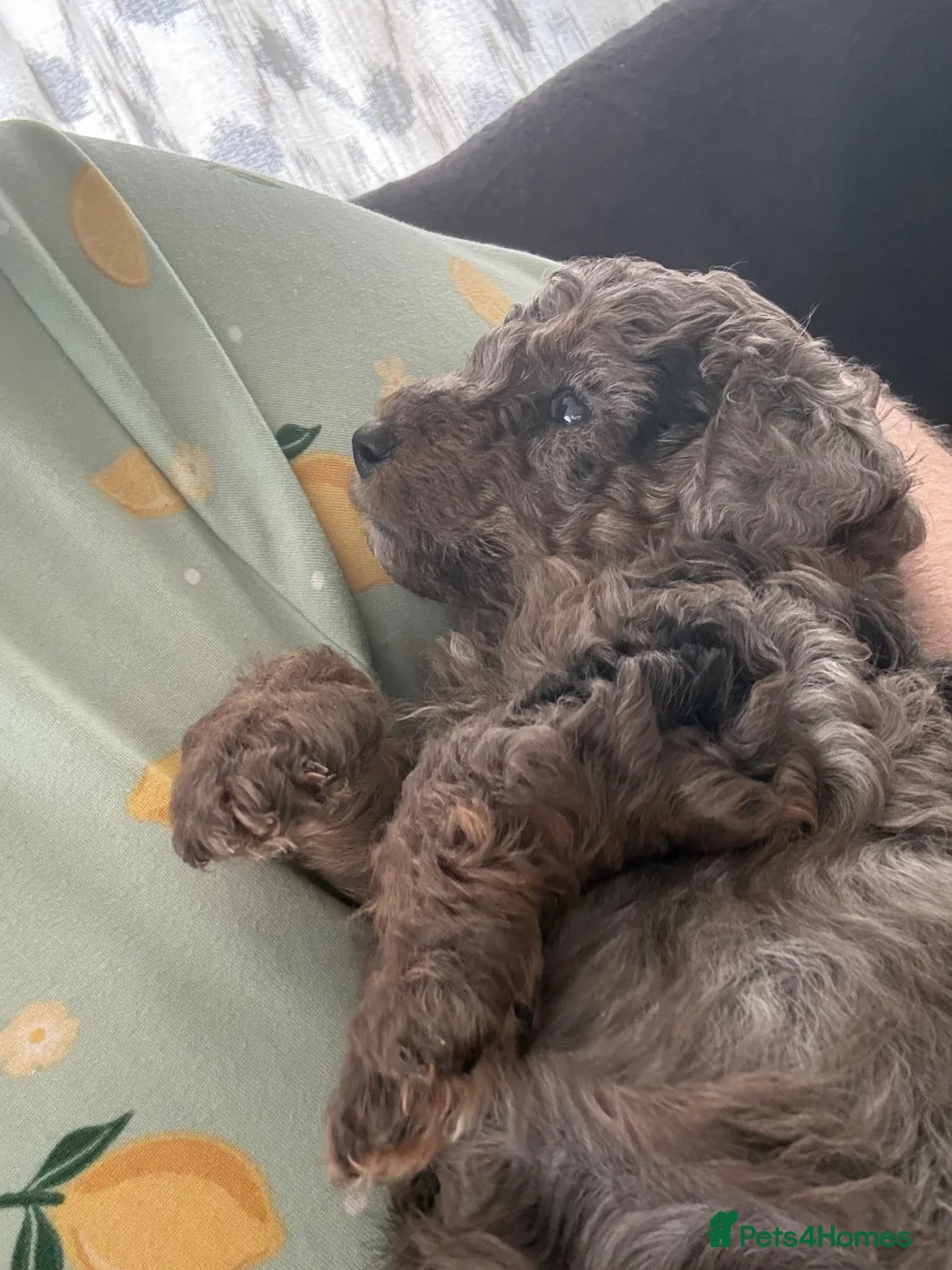 Mixed Breed dogs for sale: Beautiful F1B Patterpoo Pups for Sale - Advert 12