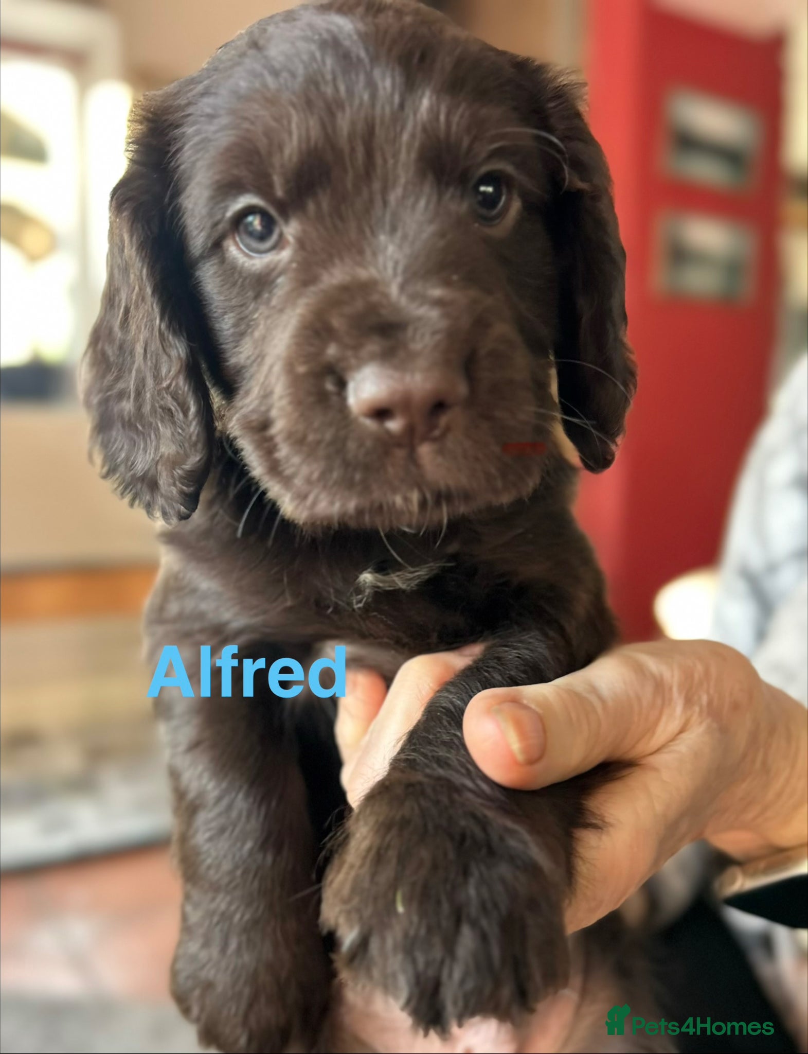 Cocker Spaniel dogs ✨Family Bred Health Tested KC W/Cocker Pups ✨ - Advert 1