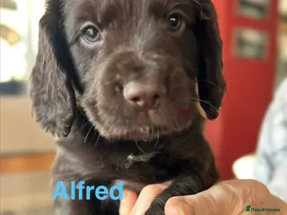 Cocker Spaniel dogs ✨Family Bred Health Tested KC W/Cocker Pups ✨ - Advert 1