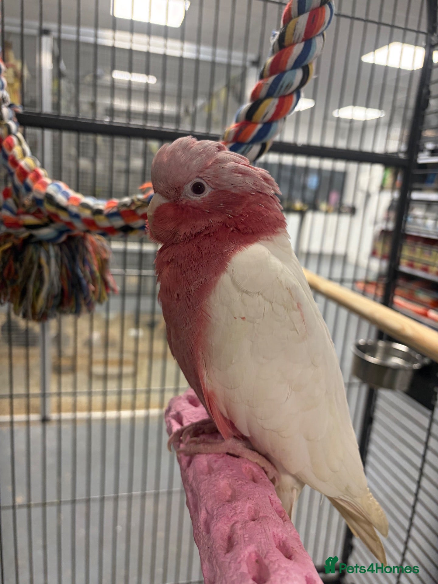 Parrots birds for sale: Hand Reared Baby Galah Cockatoos  - Advert 1