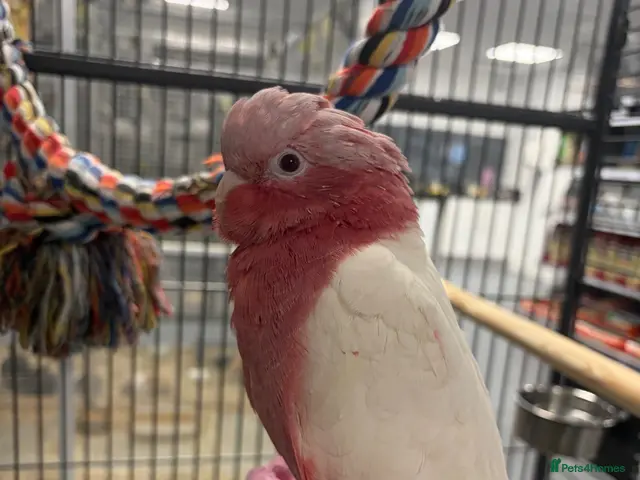 Parrots birds for sale: Hand Reared Baby Galah Cockatoos - Advert 1