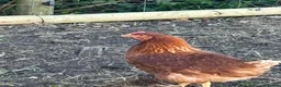 Chickens poultry for sale: Point of lay Leghorn and brown laying hens - Advert 8