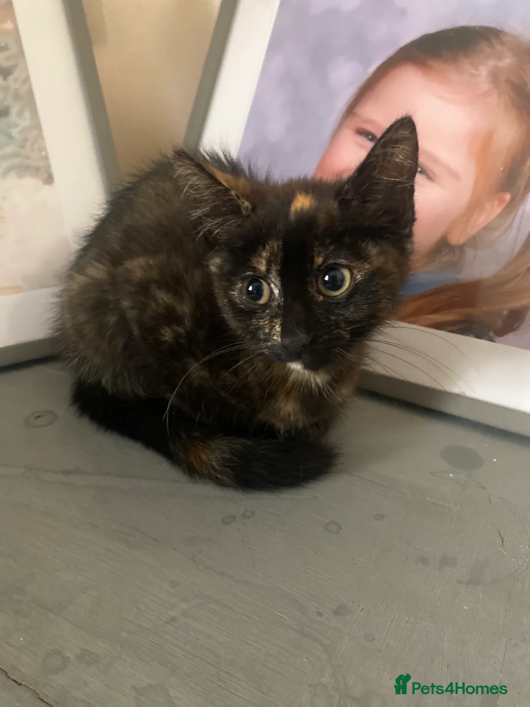 Mixed Breed cats for sale: Two adorable kittens for sale  - Advert 2