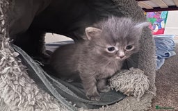 Mixed Breed cats for sale: 5 Beautiful Kittens for Sale - Image 2
