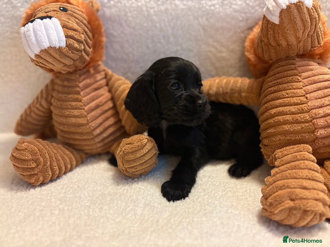 Cocker Spaniel dogs for sale: Show type spaniels - Advert 16