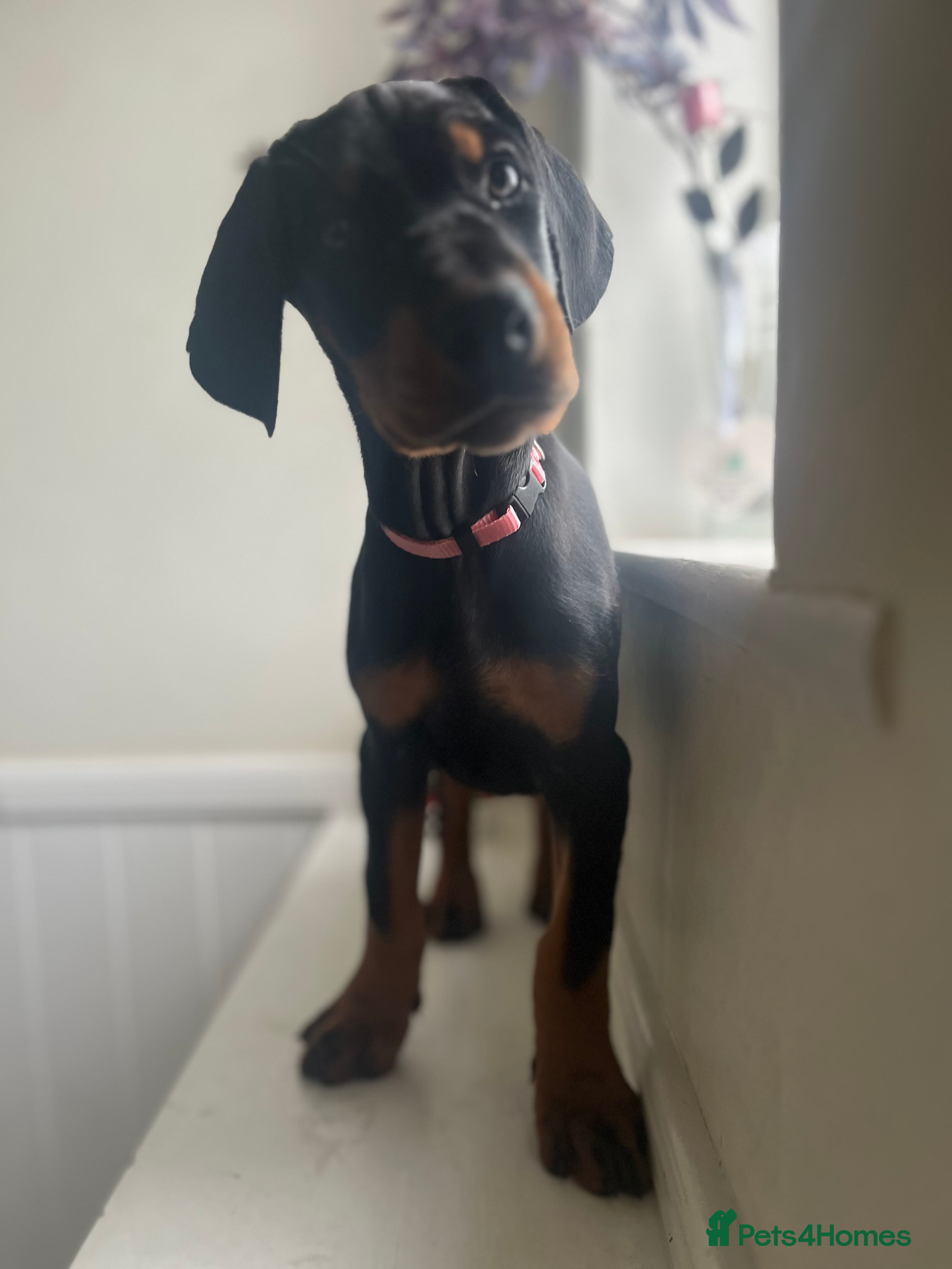 Dobermann dogs 🏆Supreme Dobermanns - Where Excellence Begins 🏆 - Advert 2