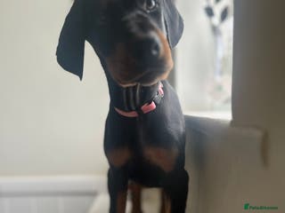 Dobermann dogs 🏆Supreme Dobermanns - Where Excellence Begins 🏆 - Advert 2