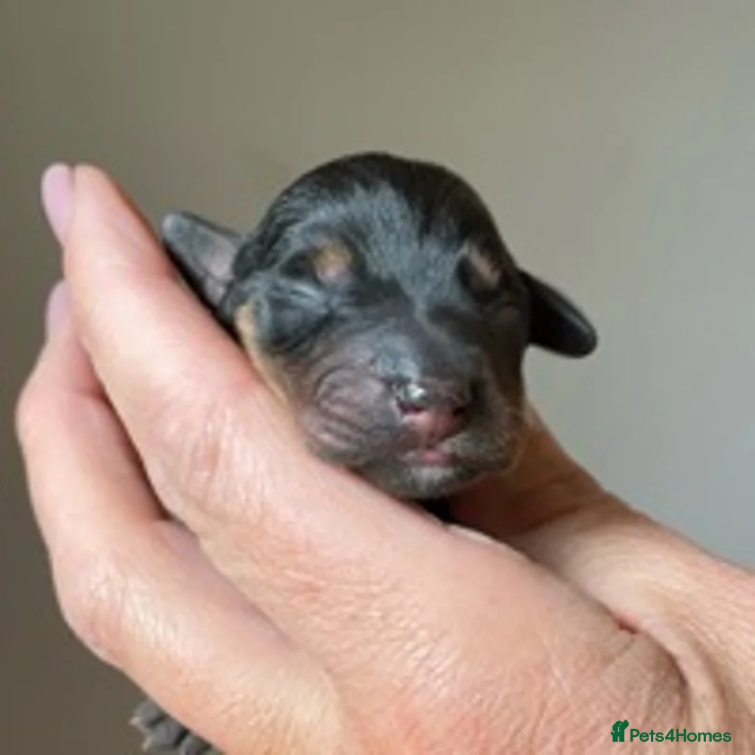 Norfolk Terrier dogs for stud: 3/4 Norfolk x 1/4 Jack Russell proven stud in Burton-on-Trent - Advert 16