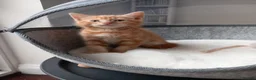 Mixed Breed cats for sale: Goldie and Meg have had their gorgeous kittens - Advert 7