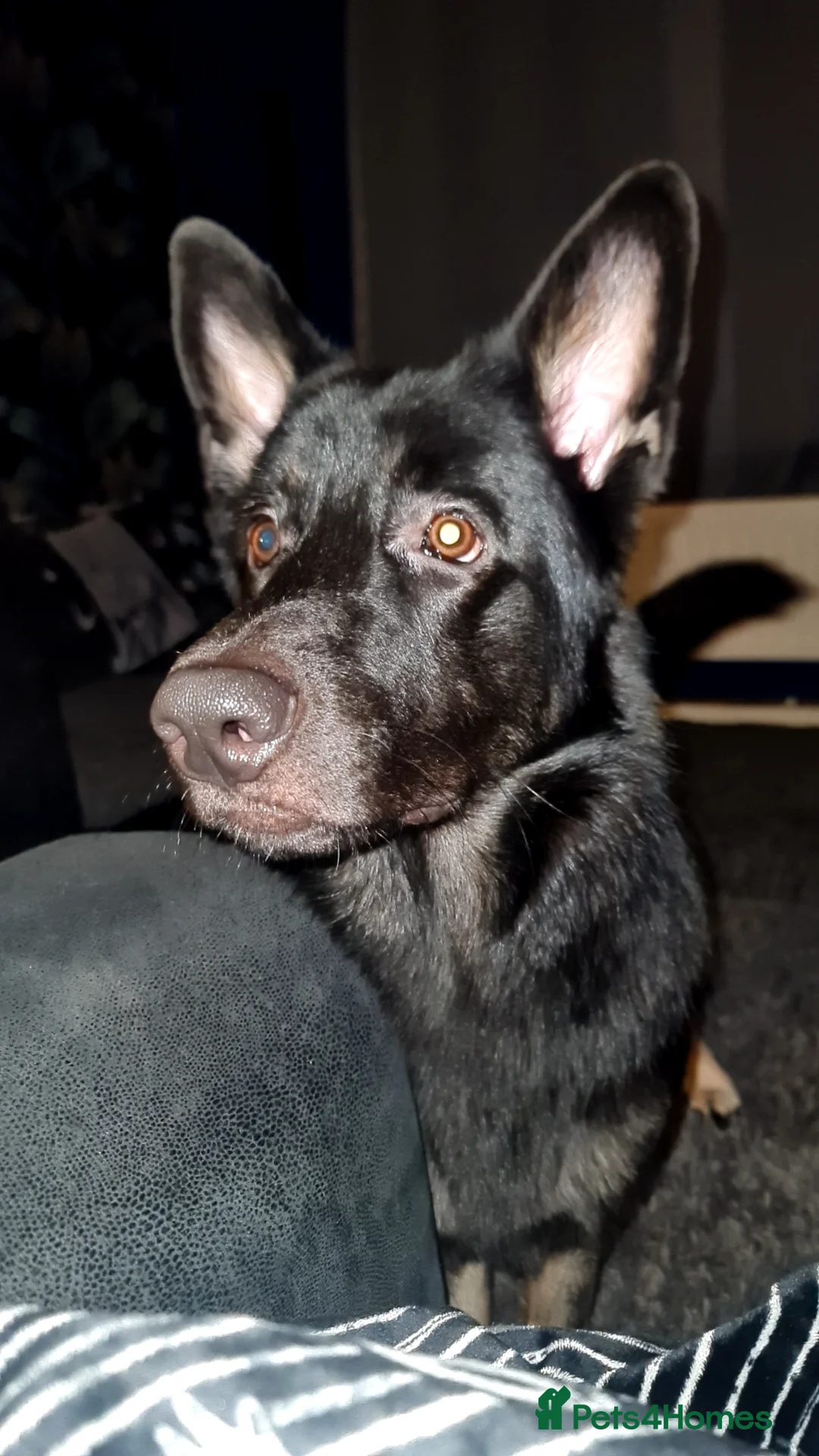 German Shepherd dogs for sale: Hades. REHOME. 1 year old german shepherd. GSD. - Advert 2