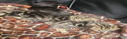 Mixed Breed cats for sale: Stunning Bombay Cross Kittens – Trained & Playful - Advert 25