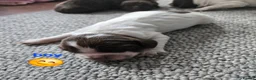 Sprocker dogs for sale: 7 Beautiful Sprockers available in Mansfield - Advert 22