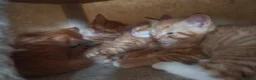Domestic Shorthair cats for sale: Four kittens looking for their forever homes  - Advert 6