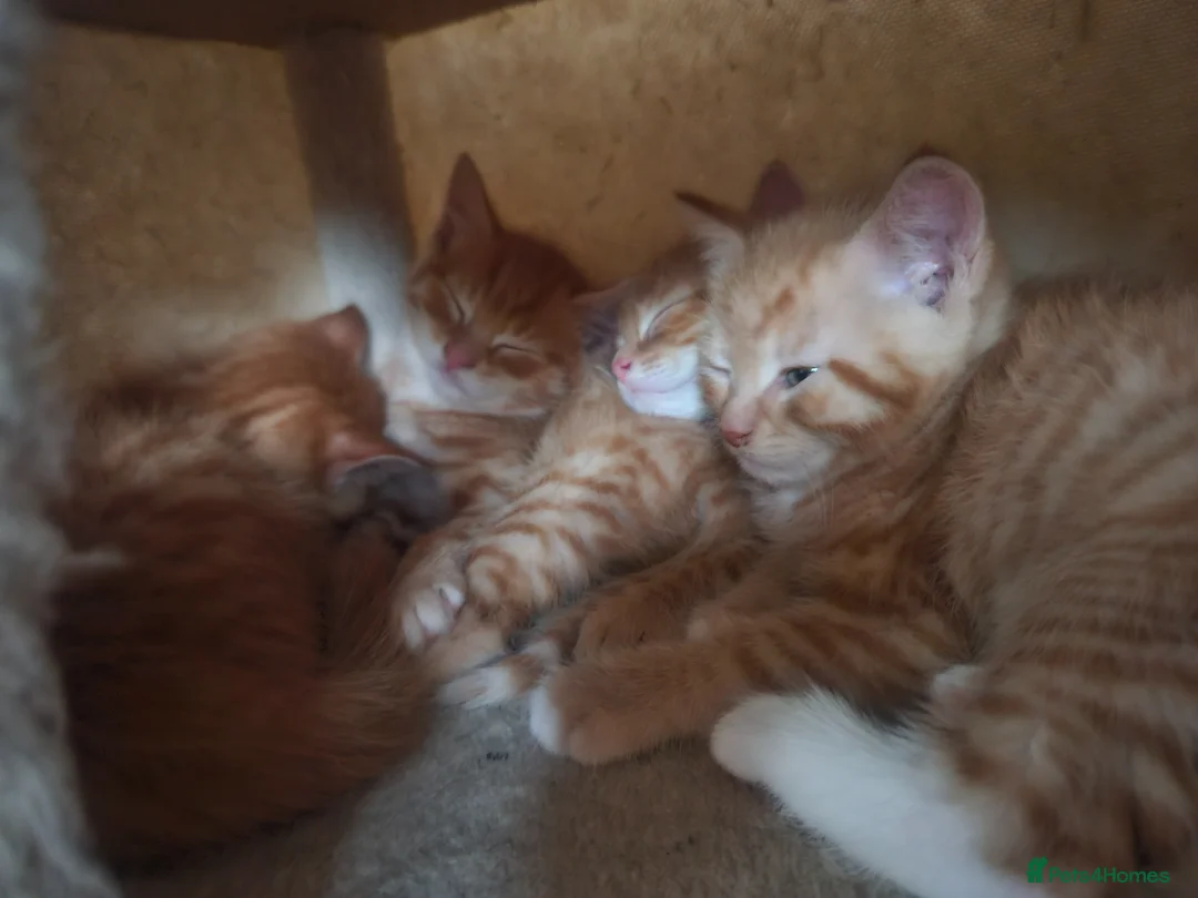 Domestic Shorthair cats for sale: Four kittens looking for their forever homes  - Advert 6